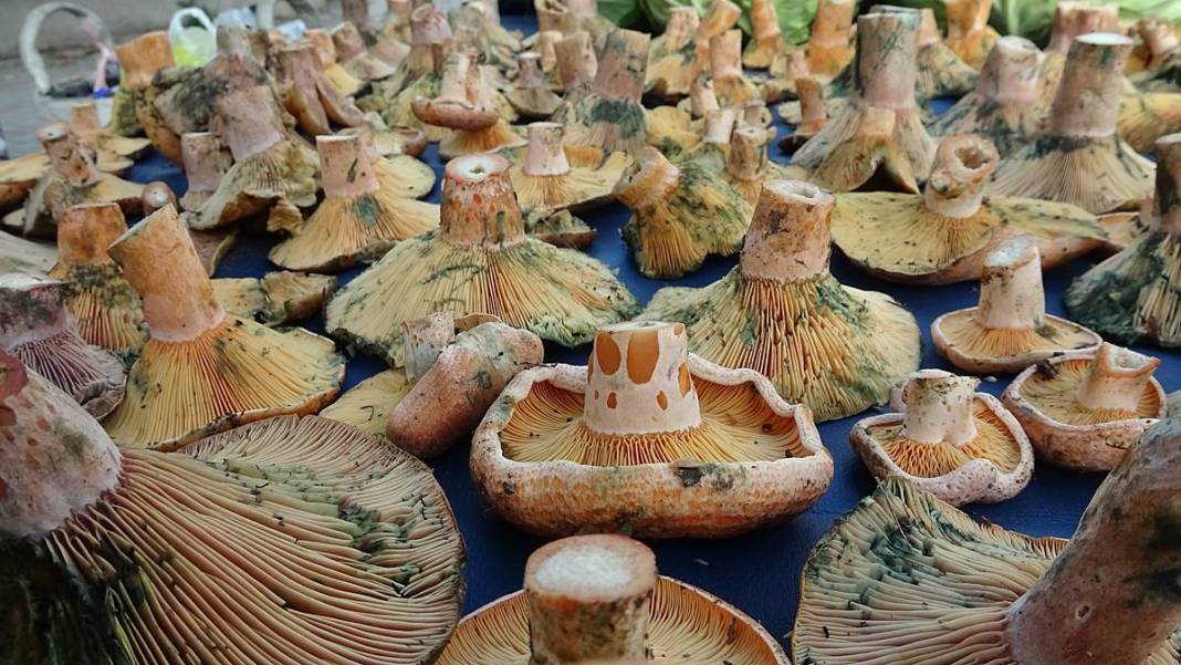 Dağlardan bereket fışkırdı, köylünün yüzü güldü! Kilosu 100 TL'ye kadar düştü 26